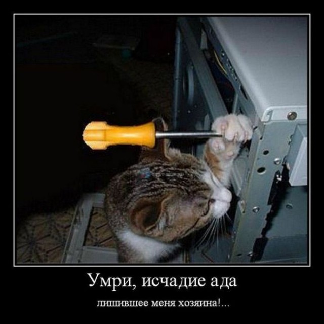 Кот отнял...