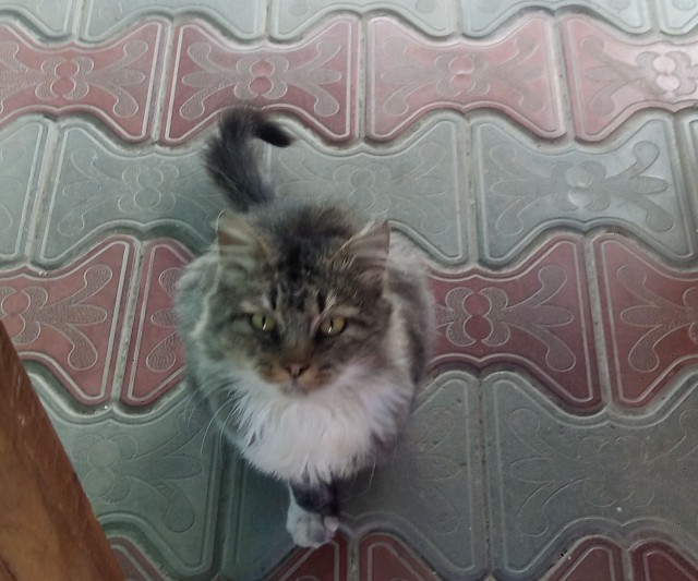Котовторник  10.11.2015