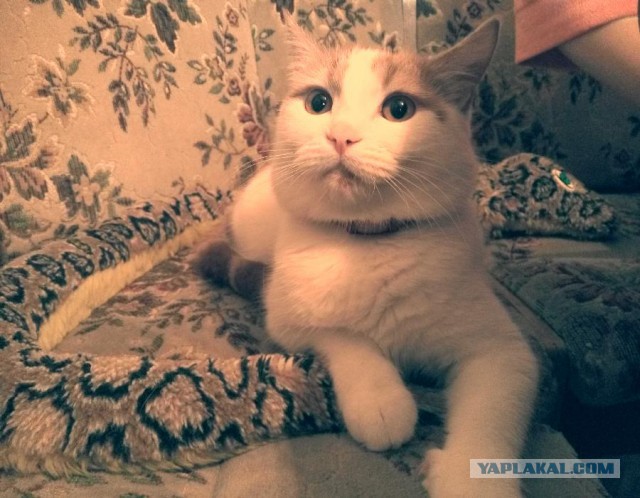 Котовторник 17.11.2015
