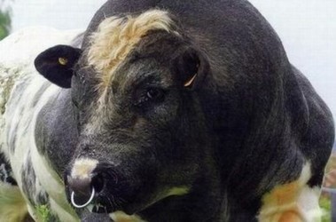 Е*ать корову