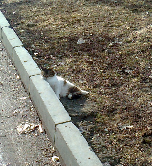 Котовторник 01.12.2015