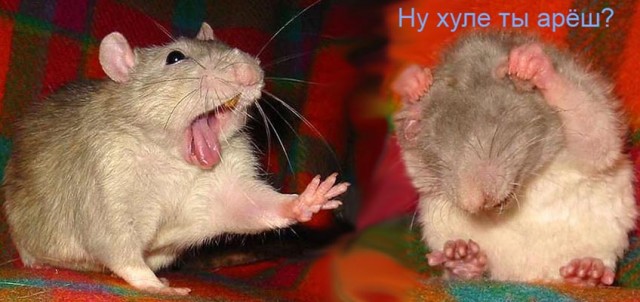 ГРЫЗУНЫ. Мыши, крысы, хомячки и т.д.