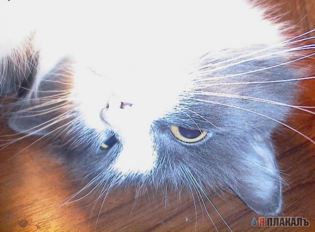 Коты, кошки, котята