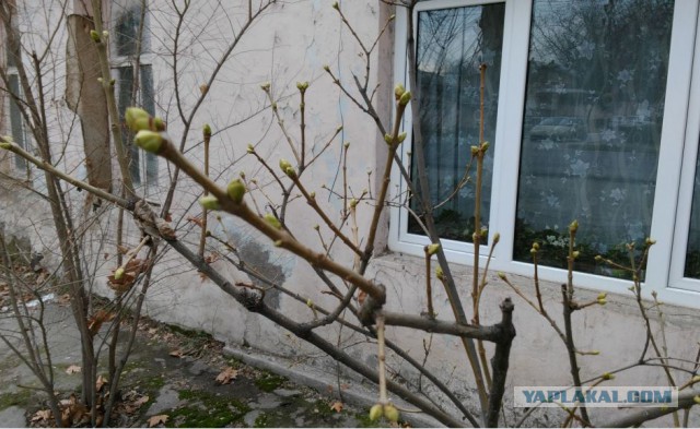 Ташкент, 2 января