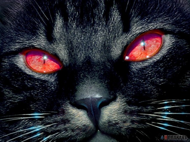 Коты, кошки, котята