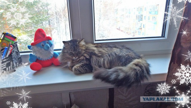 Котовторник 16.02.16