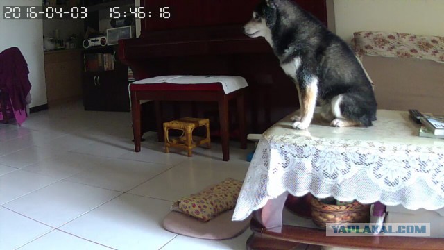 За что я люблю китайцев