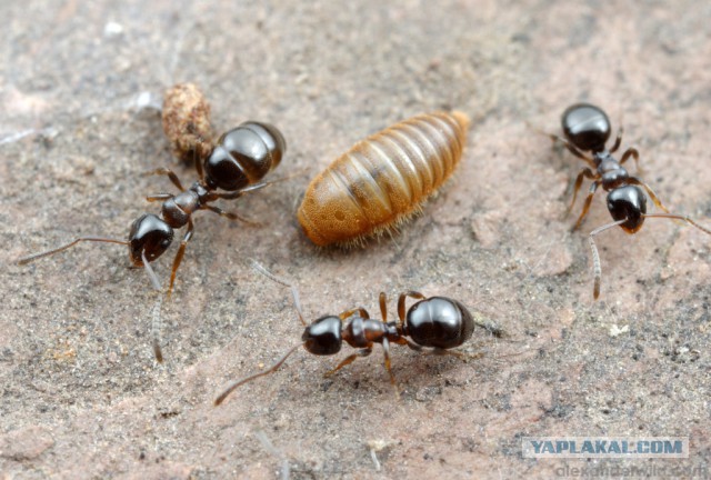 Муравьиное братство: пьяные оргии, «Поза чемоданчика» и «Не пади врагу»