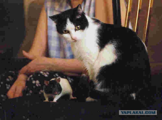Кошка знакомится с крысом