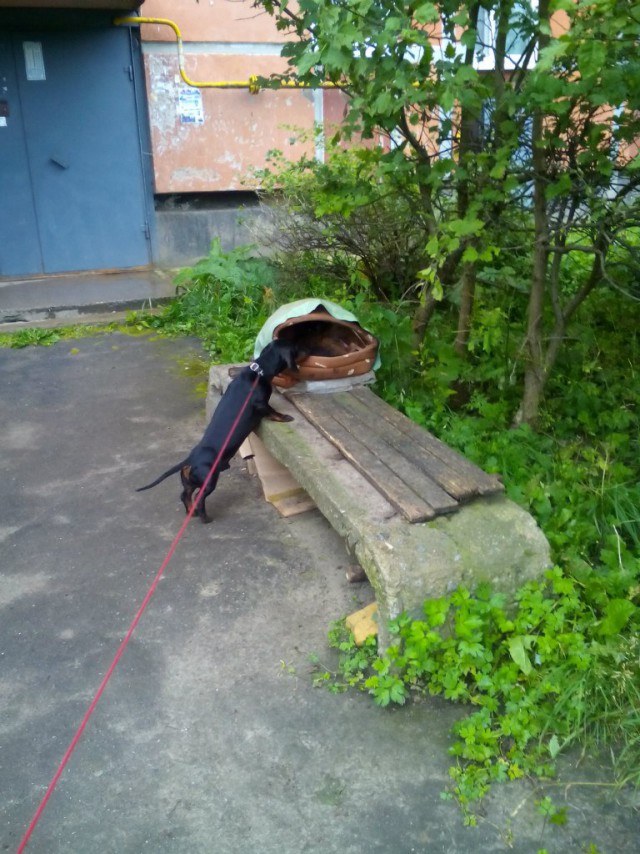 Выбирайте выражения: собаки точно понимают смысл сказанных хозяином слов