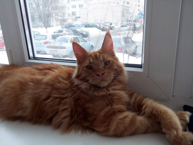 Коты и Кошки