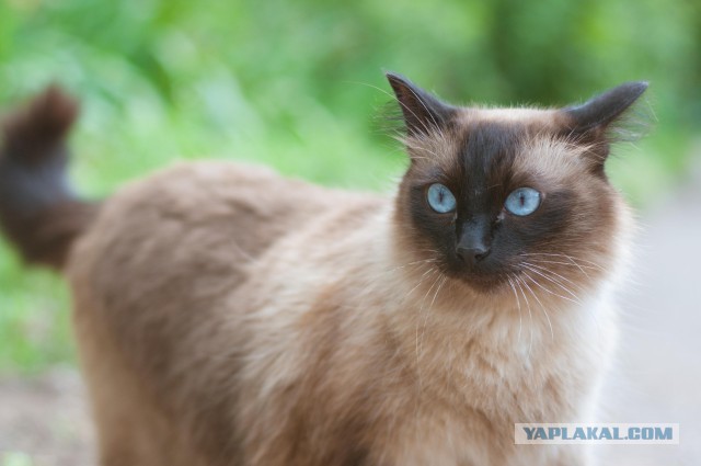 Коты и Кошки