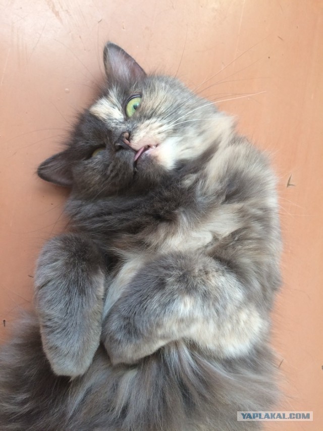 Котовторник  14.11.2017
