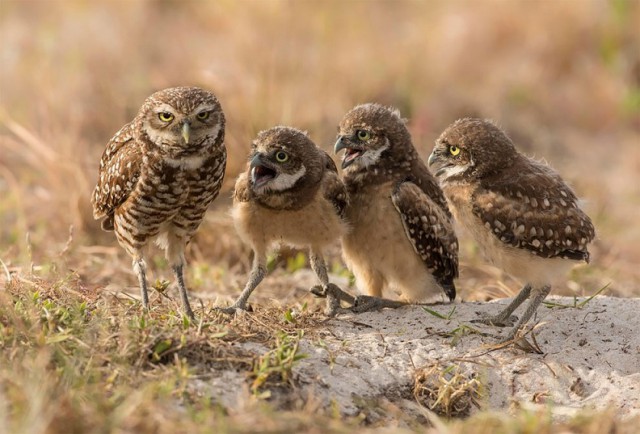 Финалисты самого смешного фотоконкурса в природе — Comedy Wildlife Awards 2017