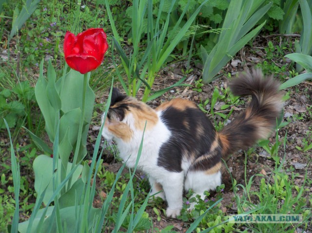 Котовторник!