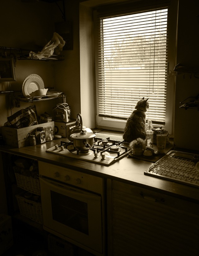 Котовторник 27.03.2018
