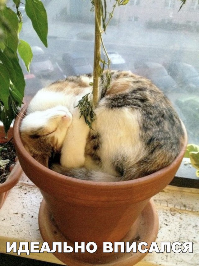 Кот без прикрас