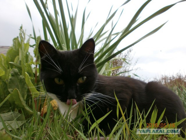 Котовторник 29.5.18