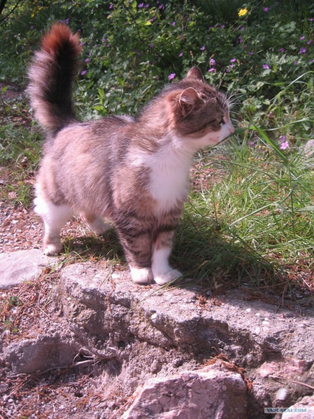 Котовторник на ЯПлакалъ (13.05.08)