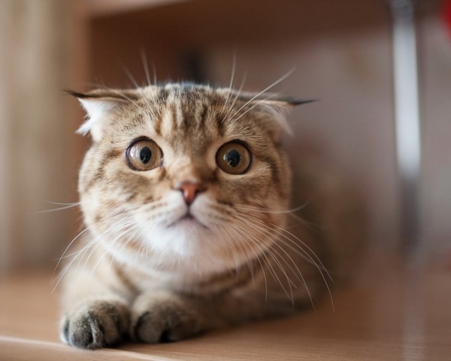 Немного милоты