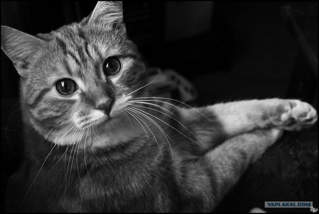 Котовторник (13.01)