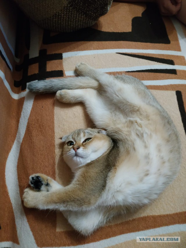 Котовторник 11.09.18.