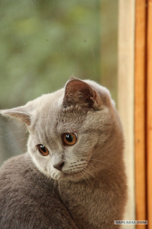It's Catursday Fever! (Котовторник)