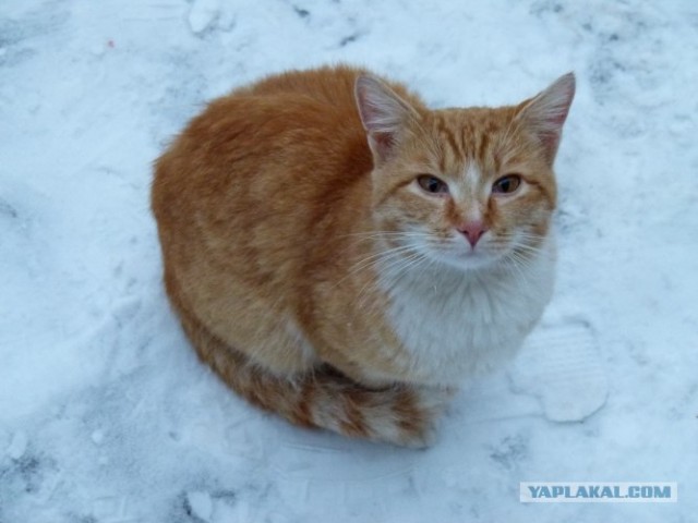 Котовторник уже сегодня!