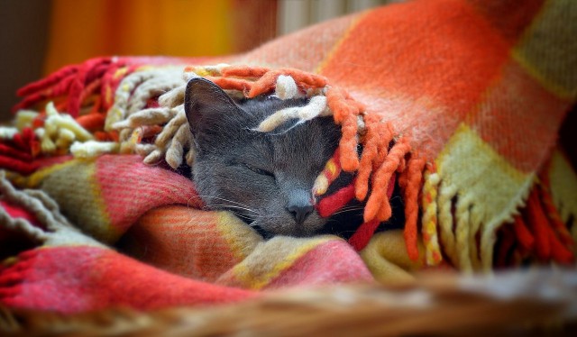 Прикольных котов пост