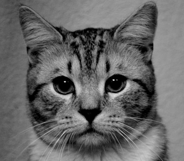 Котовторник 10. 07. 2012