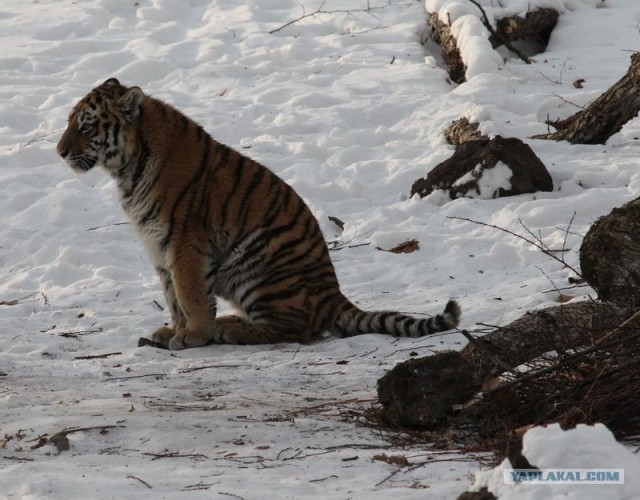 Молодые тигрицы Приморского сафари-парка