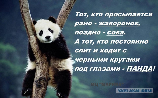 Совы! Скажем "Нет!" произволу жаворонков!