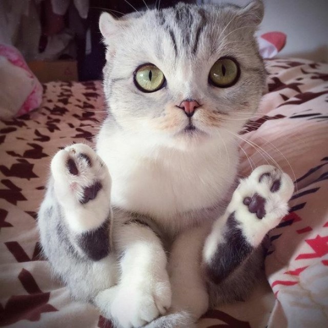 Забавные фото котеек
