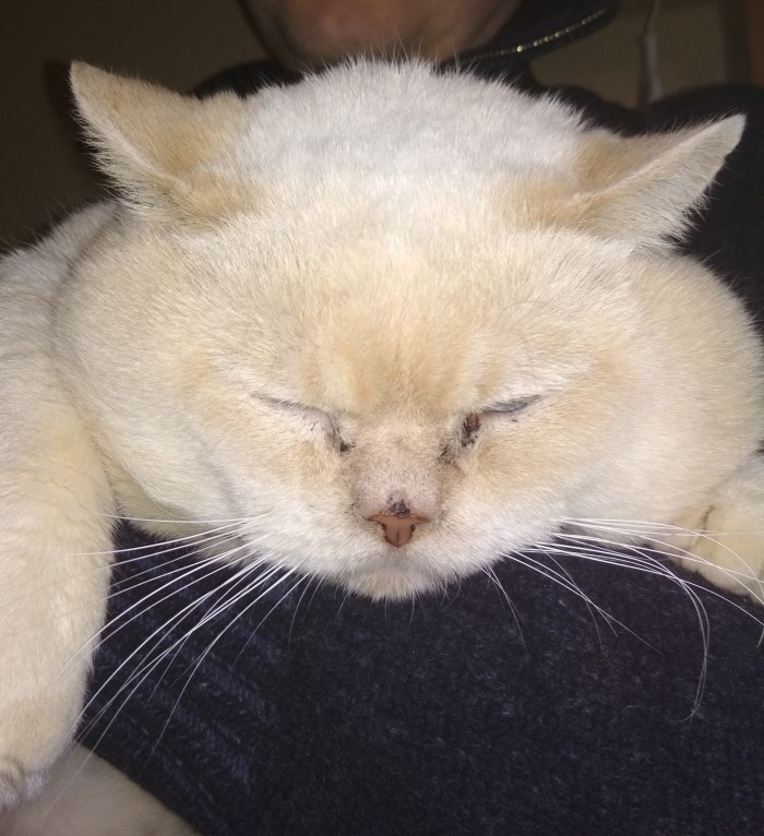 Картинки с котами и про котов