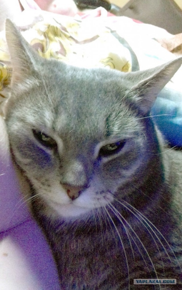 Мой котяра!