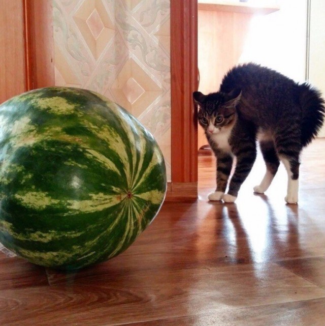 Живность из сети
