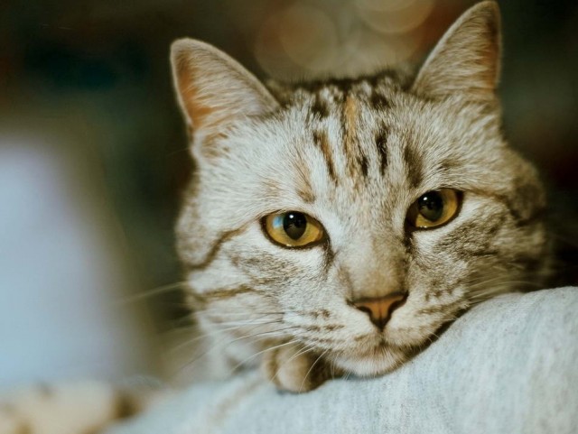Котофеев пост
