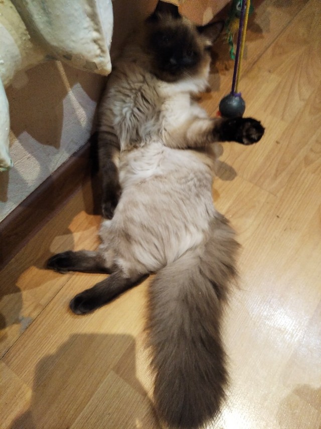 Эти забавные животные