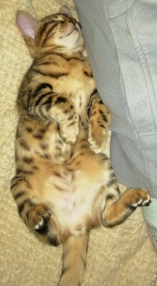 Котовторнику быть!