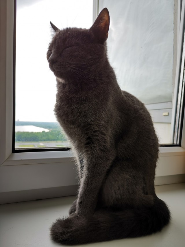 Котовторник же!