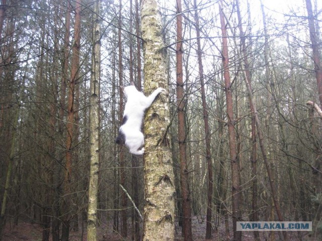 Жизнь домашнего приюта для котеек 338