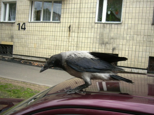 Обклёваные вороны