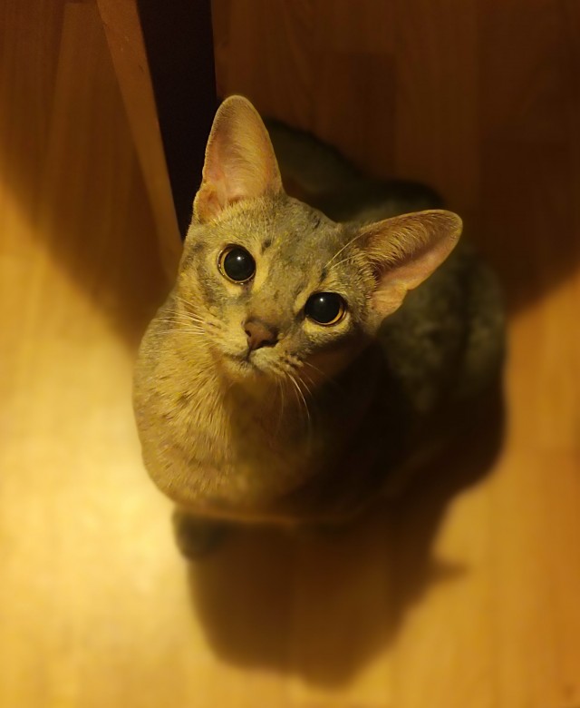А котовторник уже начался?