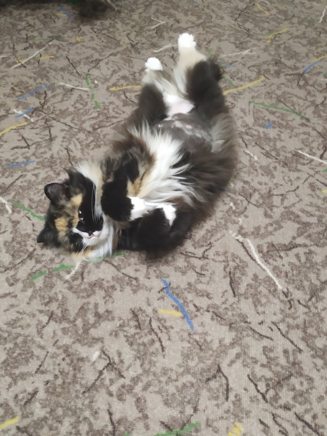 Хоба! Котовторник!