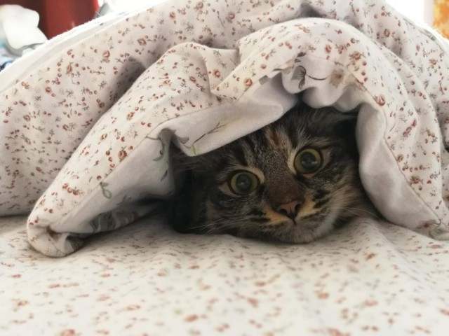 Сибирский кот  - звезда инета
