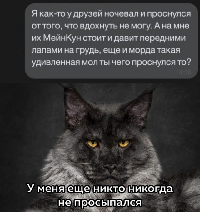 Весёлый полтишок 26.11