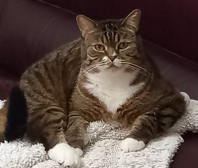Метаморфоза (про котэ)