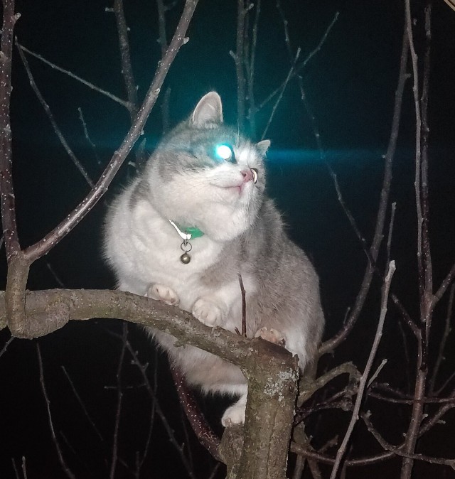 Котовторник 17.01.23