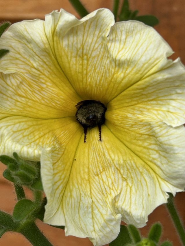 Шмель на сборе урожая