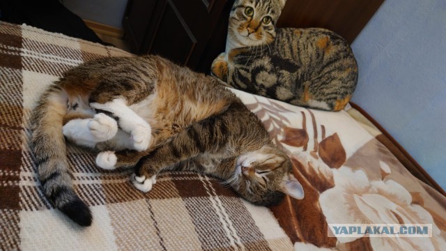 Котовторник в картинках